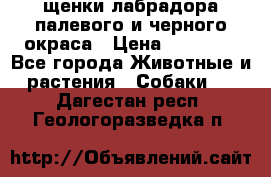 щенки лабрадора палевого и черного окраса › Цена ­ 30 000 - Все города Животные и растения » Собаки   . Дагестан респ.,Геологоразведка п.